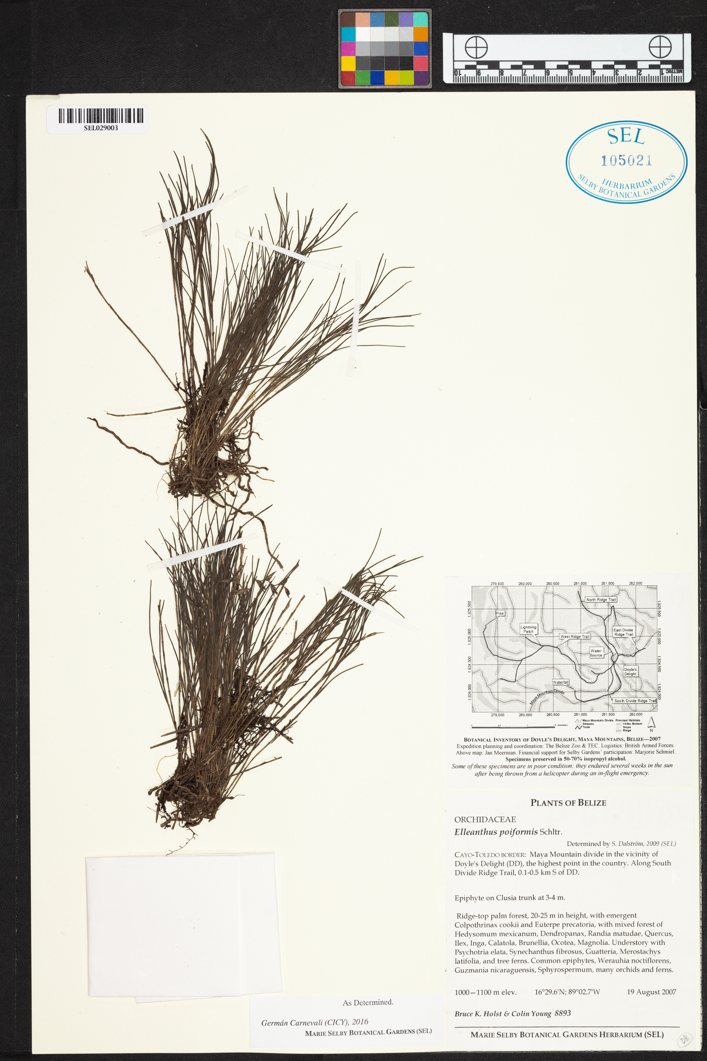 Elleanthus poiformis image