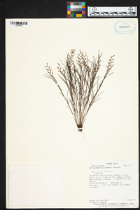Elleanthus poiformis image