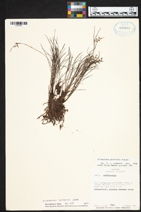 Elleanthus poiformis image