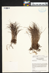 Elleanthus poiformis image