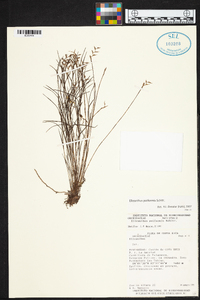 Elleanthus poiformis image