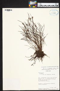 Elleanthus tillandsioides image