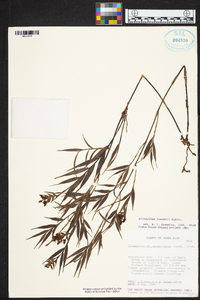 Elleanthus tonduzii image