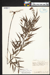 Elleanthus tonduzii image