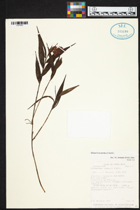 Elleanthus tonduzii image