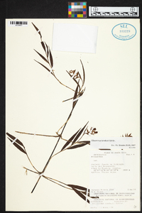Elleanthus tonduzii image