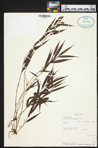 Elleanthus tonduzii image