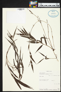 Elleanthus tonduzii image