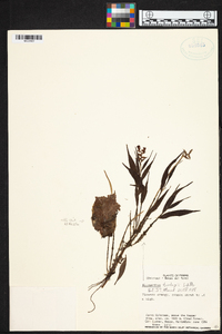 Elleanthus tonduzii image