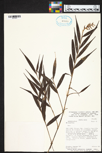 Elleanthus tonduzii image
