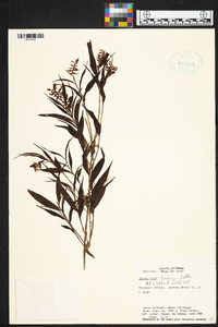Elleanthus tonduzii image