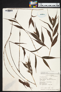 Elleanthus tonduzii image
