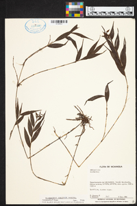 Elleanthus tonduzii image