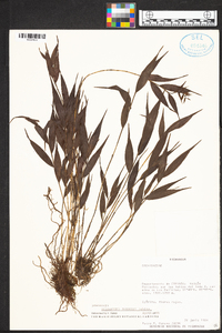 Elleanthus tonduzii image