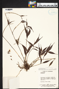 Elleanthus tonduzii image
