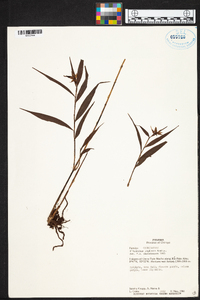 Elleanthus tonduzii image