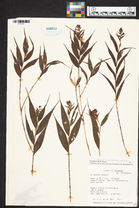 Elleanthus tonduzii image