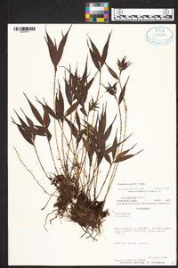 Elleanthus tonduzii image