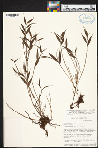 Elleanthus tonduzii image