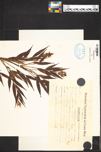Elleanthus tonduzii image