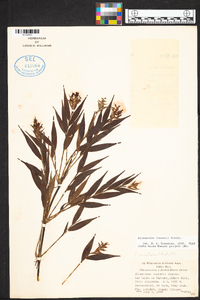 Elleanthus tonduzii image