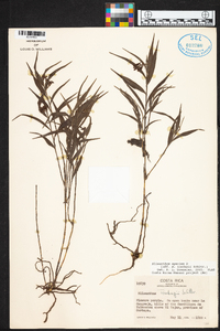 Elleanthus tonduzii image