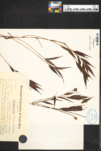 Elleanthus tonduzii image
