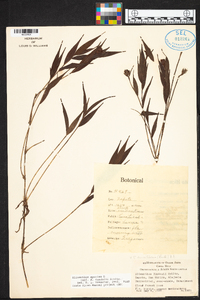 Elleanthus tonduzii image