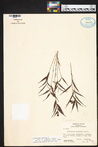 Elleanthus tonduzii image