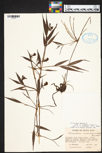 Elleanthus aurantiacus image