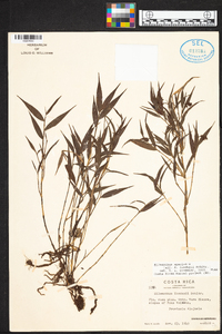 Elleanthus tonduzii image