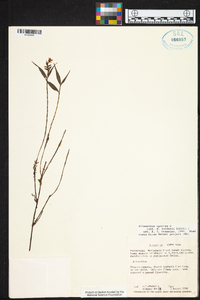Elleanthus tonduzii image