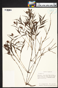 Elleanthus tonduzii image