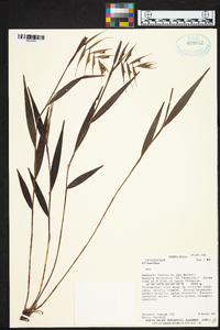 Elleanthus lancifolius image