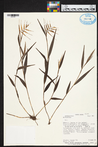 Elleanthus lancifolius image