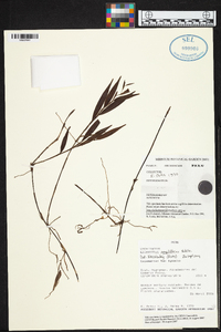 Media resource of Elleanthus ampliflorus