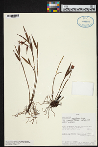 Elleanthus ampliflorus image
