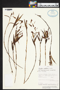 Elleanthus ampliflorus image