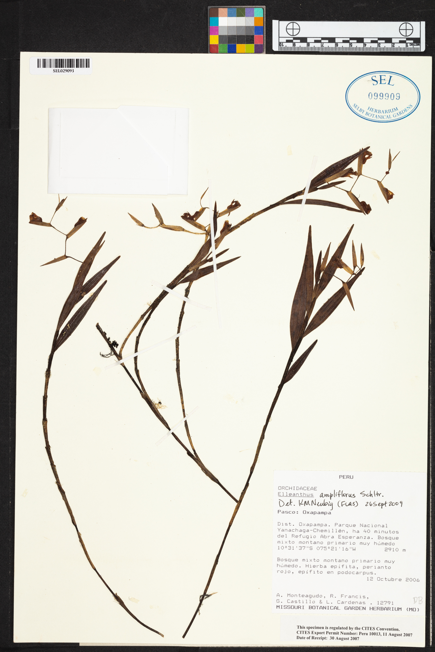 Elleanthus ampliflorus image