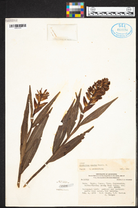 Elleanthus conifer image