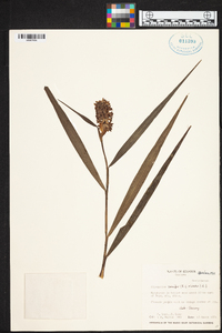 Elleanthus conifer image