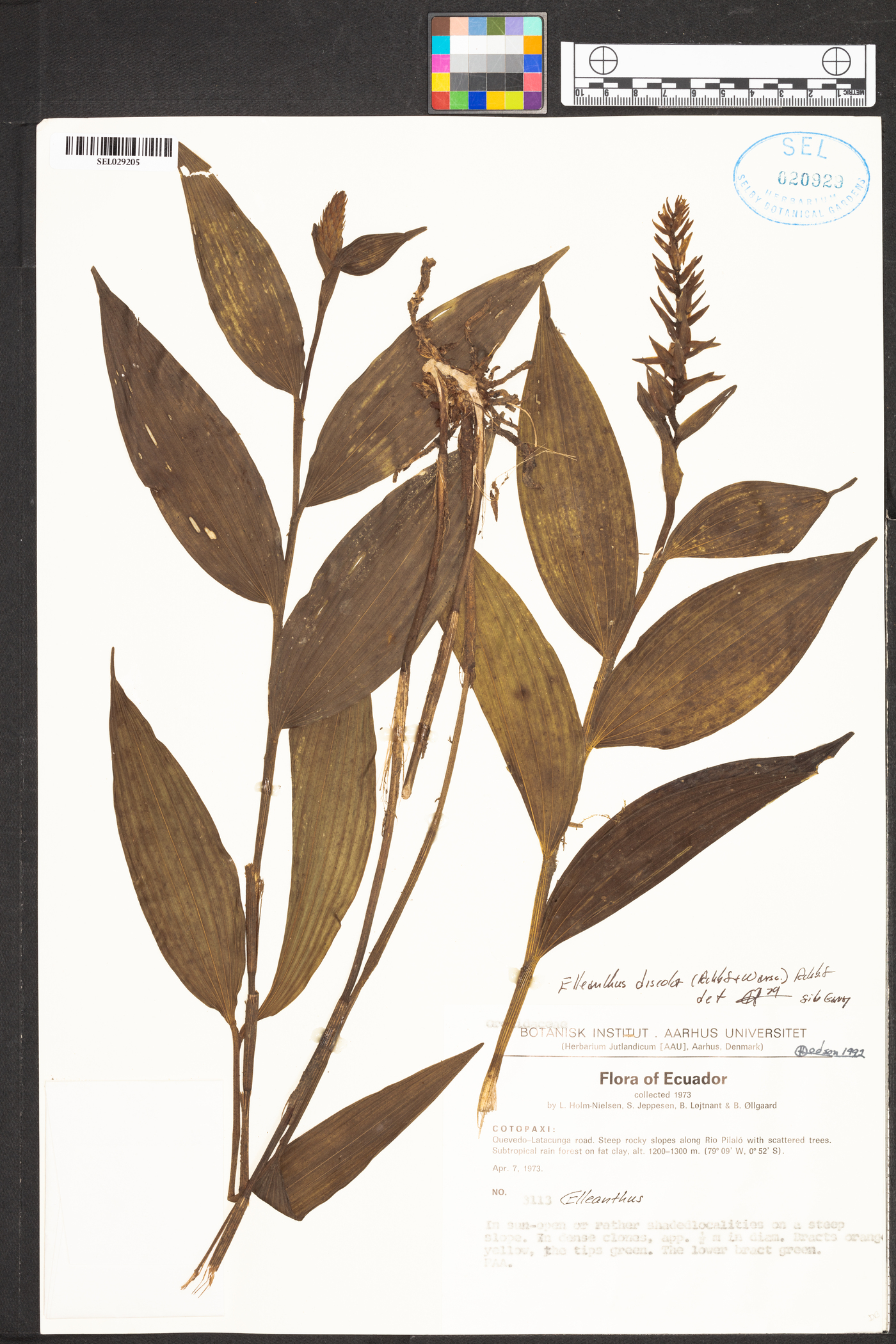 Elleanthus discolor image