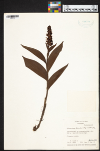 Elleanthus discolor image