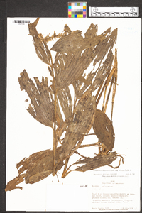 Elleanthus discolor image