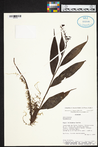 Elleanthus discolor image