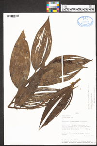 Elleanthus discolor image