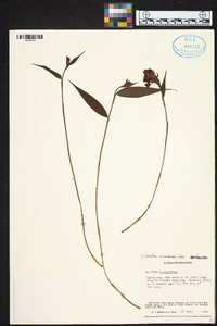 Elleanthus ecuadorensis image