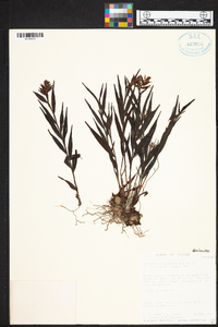 Elleanthus ecuadorensis image