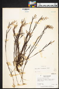 Media resource of Elleanthus fractiflexus