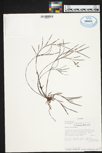 Elleanthus fractiflexus image